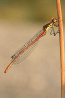 06-6431 Large Red Damselfly (Pyrrhosoma nymphula) Sharnberry, Teesdale, County Durham